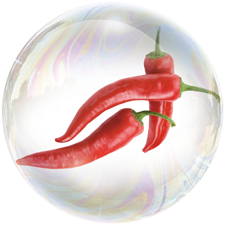 Chili pepper (Capsicum annuum) **